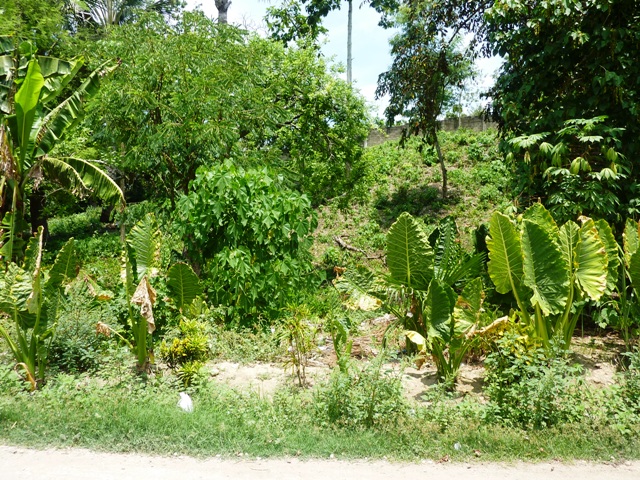 FOR SALE: Lot / Land / Farm Cebu 1