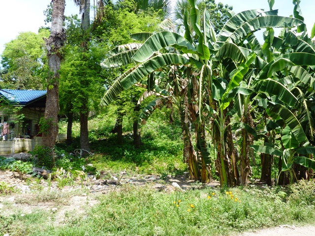 FOR SALE: Lot / Land / Farm Cebu 4