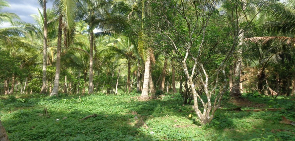 FOR SALE: Lot / Land / Farm Camarines Norte 7