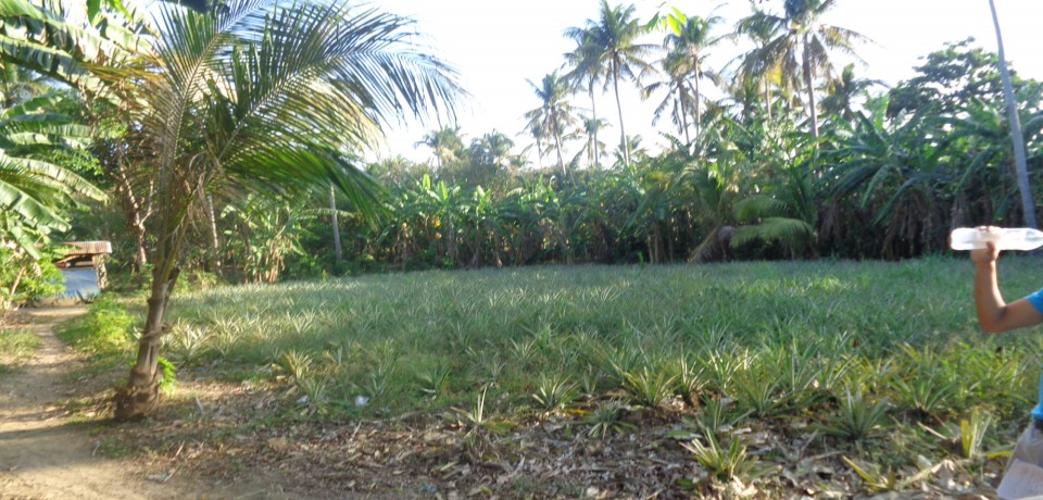 FOR SALE: Lot / Land / Farm Abra 2