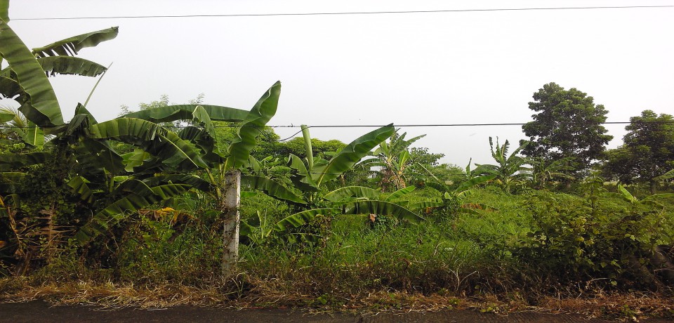 FOR SALE: Lot / Land / Farm Isabela 8