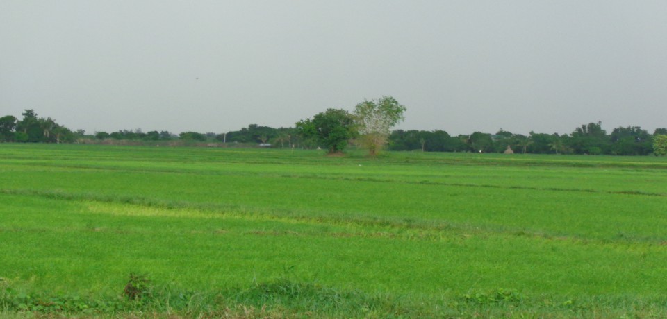 FOR SALE: Lot / Land / Farm Nueva Ecija 1