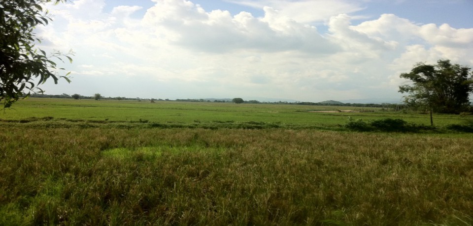 FOR SALE: Lot / Land / Farm Nueva Ecija 3