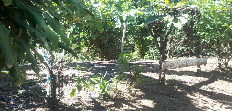 FOR SALE: Lot / Land / Farm Quezon