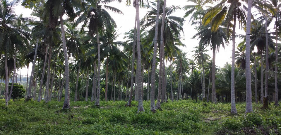 FOR SALE: Lot / Land / Farm Abra