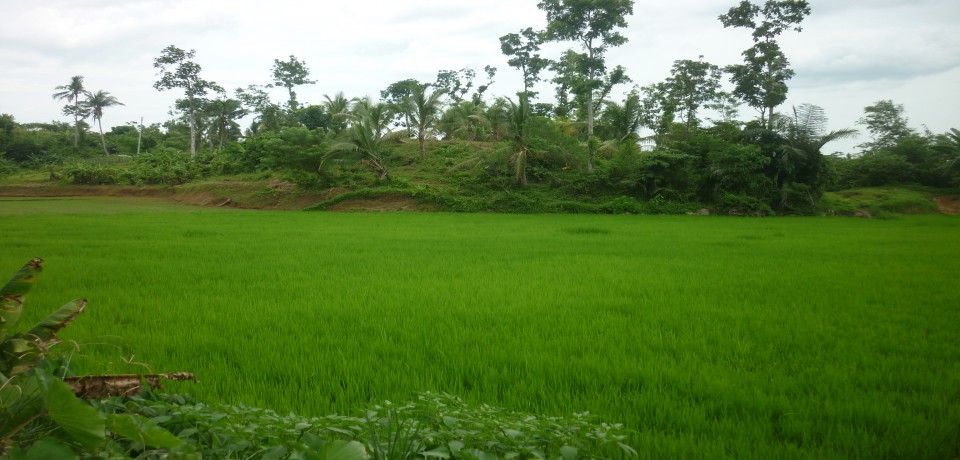 FOR SALE: Lot / Land / Farm Capiz 2