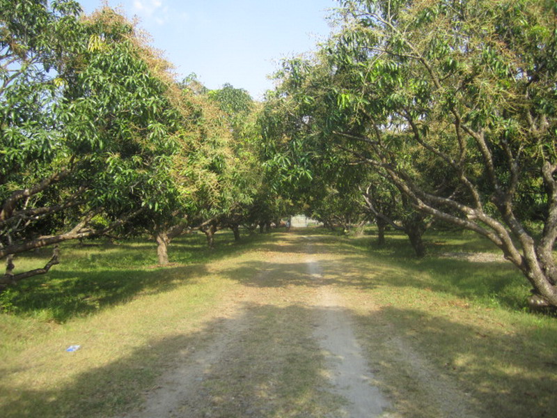 FOR SALE: Lot / Land / Farm Zambales 2