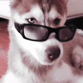 Fluffy Pups! — @fluffypups