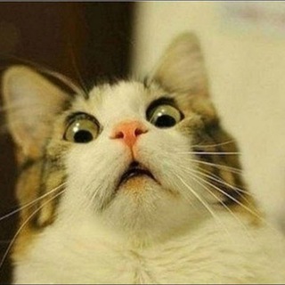 Funny Cats, Dogs Video — @funnyttt