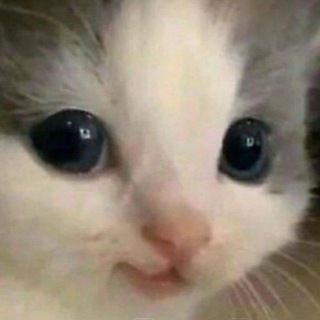 Only cats — @cats_vid