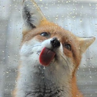 HourlyFoxes — @hourlyfoxes