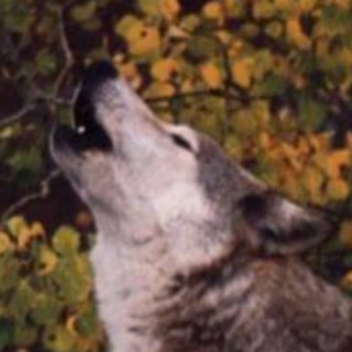 HourlyWolves — @hourlywolves