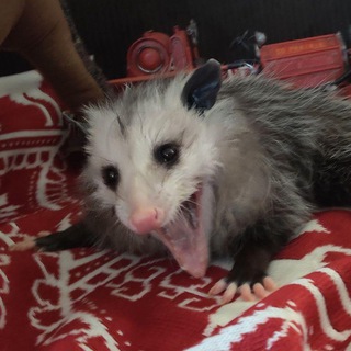 Opossum screamo — @opossumscreamo