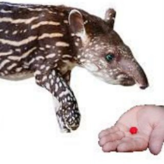tapir get red pill — @tapirgetredpill
