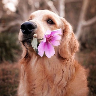 Daily dose of Cuteness — @utcutie