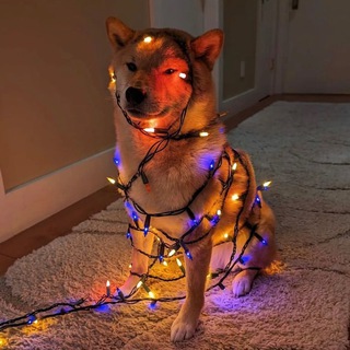 doggo pics 4 all genders — @dogiwow