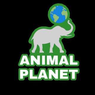 Animal Planet — @animals_101