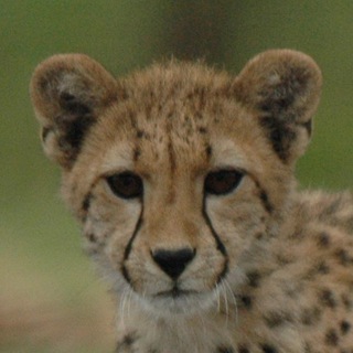 HourlyCheetahs — @hourlycheetahs