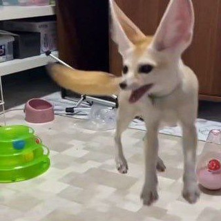 Funny Fennecs! — @funnyfennecs