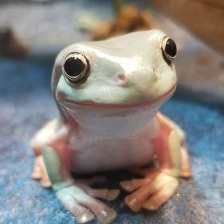 Frogs Frogs Frogs — @frogsfrogsfrogs1