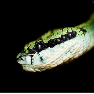 Hourly Danger Noodles — @hourlysneks