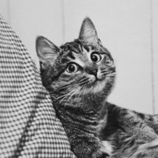 DailyCats — @daily_cats