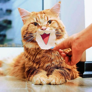 CATS — @pussy_cat_kitten