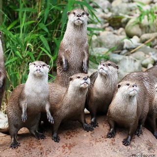 🦦 Otter gang 🦦 — @ottergang