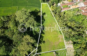 Exclusive 2600 sqm Land with Mesmerizing Rice Field Views in Mas, Ubud, photo 4