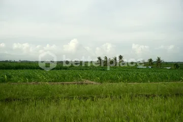 Prime 1340 sqm Land in Beraban, Tabanan, Ideal for Investment, photo 5