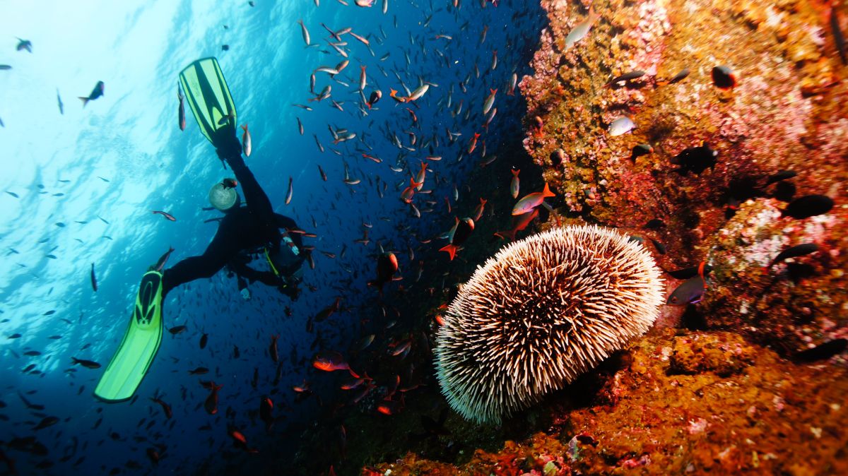   The Best Diving & Snorkeling Spots in Bali