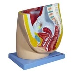 MODELO ANATÔMICO MEDIANO DA PÉLVIS FEMININA C/1 PT ANATOMIC
