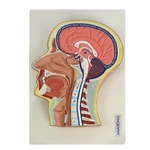CABEÇA CORTE MEDIANO ANATOMIC