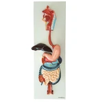 MODELO DE SISTEMA DIGESTORIO EM PRANCHA ANATOMIC
