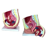 MODELO DE PELVIS FEMININA C/ 2 PARTES ANATOMIC