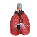 MODELO DE SISTEMA RESPIRATÓRIO 7 PARTES E PRANCHA ANATOMIC