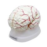 MODELO DE CEREBRO COM 8 PARTES ANATOMIC