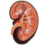 RIM BÁSICO EM CORTE SAGITAL TZJ-0327-B ANATOMIC