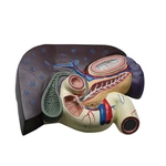 FIGADO COM VISICULA BILIAR,PANCREAS E DUODENO ANATOMIC