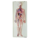 SISTEMA CIRCULATORIO TZJ 0328 ANATOMIC