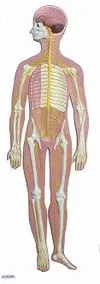 SISTEMA NERVOSO EM PRANCHA ANATOMIC