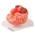 CEREBRO COM ARTERIAS 9 PARTES TZJ 0303 ANATOMIC