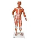 FIGURA MUSCULAR DELUXE COM SEXO DUAL 45 PARTES B50