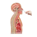 MODELO PARA INTRODUÇÃO DE TUBOS NASOGASTRICOS W43020