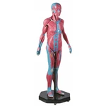 MODELO MASCULINO ANATOMIC ASSEXUADO 38 PARTES TGD 1,70