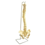 COLUNA VERTICAL FLEXIVEL TAMANHO NATURAL ANATOMIC