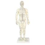 MODELO ACUPUNTURA MASCULINO 50CM TGD 0404 ANATOMIC