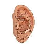 MODELO DE ACUPUNTURA OUVIDO TGD 0408B ANATOMIC