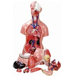 TORSO BISSEXUAL E COLUNA EXPOSTA C/24 PARTES 85CM ANATOMIC
