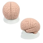 
                                        CEREBRO PARA ESTUDOS INTRODUTORIOS 2 PARTES 3B SCIENTIFIC